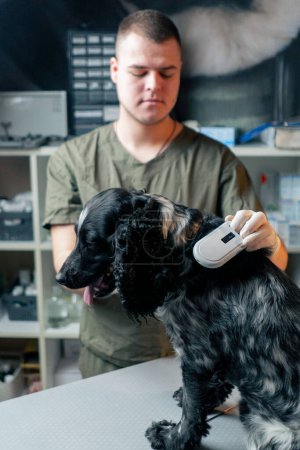 Téléchargez les photos : Dans une clinique vétérinaire médecin vérifie une puce sous la peau d'un chien avec un capteur - en image libre de droit