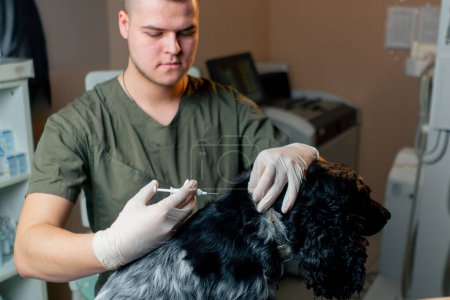 Téléchargez les photos : Dans une clinique vétérinaire le processus de micro-écaillage d'un chien noir au garrot - en image libre de droit