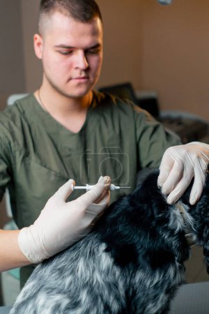 Photo for In a veterinary clinic the process of micro chipping a black dog at the withers - Royalty Free Image