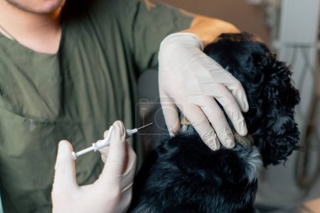 Téléchargez les photos : Fermer dans une clinique vétérinaire le processus de micro-écaillage d'un chien noir au garrot - en image libre de droit