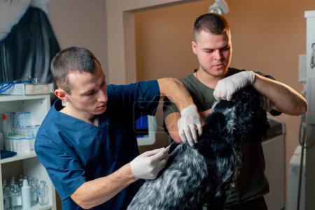 Foto de En la clínica veterinaria dos médicos están en el proceso de microastillado de un perro negro en la cruz - Imagen libre de derechos