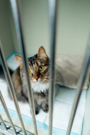 Photo for Close up In a veterinary clinic in a spacious enclosure behind an iron grate there is a long-haired cat - Royalty Free Image