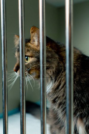 Foto de Primer plano En una clínica veterinaria en un amplio recinto detrás de una rejilla de hierro hay un gato de pelo largo - Imagen libre de derechos