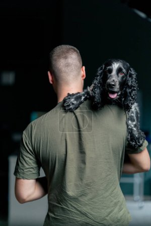 Photo for In a veterinary clinic a doctor holds a spotted spaniel in his arms while standing with his back to us - Royalty Free Image