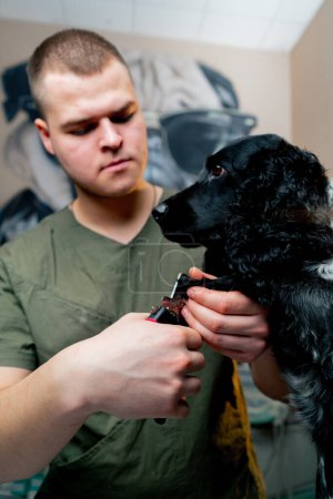 Photo for Close-up in a veterinary clinic doctor trims the nails of a black spaniel - Royalty Free Image