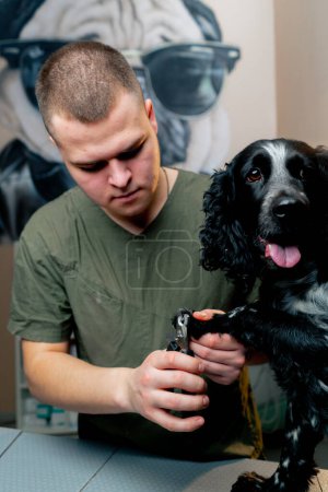 Foto de Primer plano en una clínica veterinaria médico recorta las uñas de un spaniel negro - Imagen libre de derechos