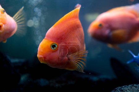 Photo for Beautiful orange-yellows with puffy cheeks swim in beautiful blue aquarium - Royalty Free Image