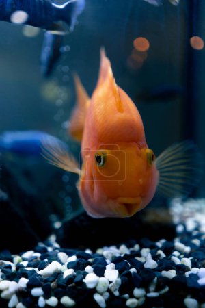 Téléchargez les photos : De beaux jaunes oranges avec des joues gonflées nagent dans un bel aquarium bleu - en image libre de droit