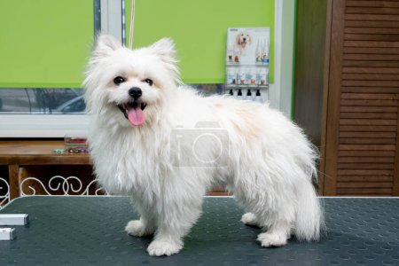 Foto de En el salón de aseo en la mesa hay un perro blanco ya cortado con un peinado de moda - Imagen libre de derechos