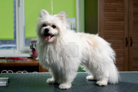 Téléchargez les photos : Dans le salon de toilettage sur la table, il y a un chien blanc pré-coupé avec une coiffure à la mode - en image libre de droit