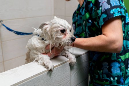 Téléchargez les photos : Dans un salon de toilettage petit spitz blanc un toiletteur lave un chien blanc dans une baignoire blanche secouant du froid - en image libre de droit