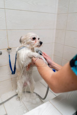 Téléchargez les photos : Dans un salon de toilettage petit spitz blanc un toiletteur lave un chien blanc dans une baignoire blanche secouant du froid - en image libre de droit