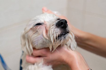 Téléchargez les photos : Fermer dans un salon de toilettage petit piment blanc un toiletteur lave un chien blanc dans une baignoire blanche secouant du froid - en image libre de droit