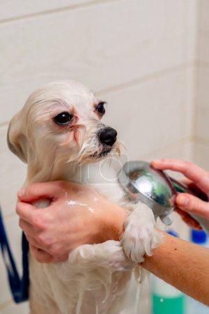 Photo for Close up in a grooming salon small white spitz a groomer washes a white dog in a white bathtub shaking from the cold - Royalty Free Image