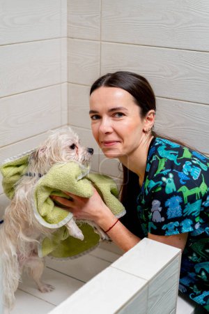 Téléchargez les photos : Dans un salon de toilettage un toiletteur essuie un chien spitz blanc avec une serviette verte femme regarder à la caméra - en image libre de droit