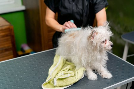 Foto de En un salón de aseo un pequeño spitz lavado wight sacude después de un baño el peluquero peina al perro - Imagen libre de derechos