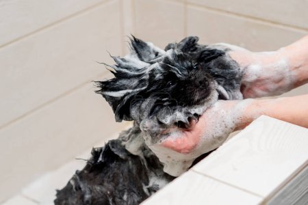 Photo for Close up in a grooming salon small white spitz is lathered by a groomer lathering a black spitz in a white bathtub - Royalty Free Image