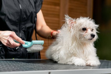 Photo for Close up in a grooming salon a small wight washed spitz shakes after a bath the groomer combs the dog - Royalty Free Image