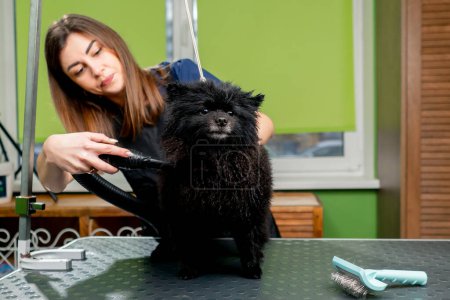 Foto de En un salón de aseo pequeño spitz lavado negro se sacude después de un baño el peluquero lo seca con un secador de pelo - Imagen libre de derechos