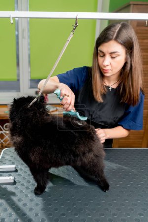 Foto de En un salón de aseo un pequeño spitz lavado negro se sacude después de un baño el peluquero peina al perro - Imagen libre de derechos