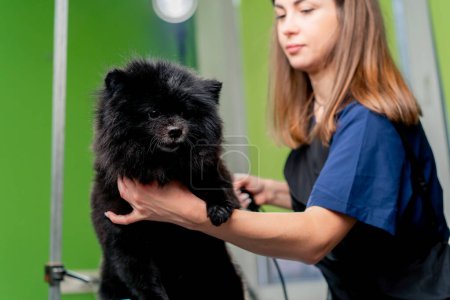 Photo for Close up in a grooming salon groomer dries a small black spitz washed with a hairdryer holding it in his hands - Royalty Free Image