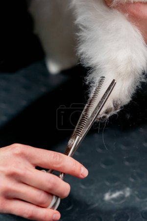 Foto de Primer plano en el salón de aseo un pequeño Spitz blanco se lava y las patas son recortadas por el peluquero - Imagen libre de derechos