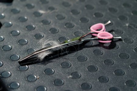 Téléchargez les photos : Close-up in a grooming salon pink scissors with wool on a professional table - en image libre de droit