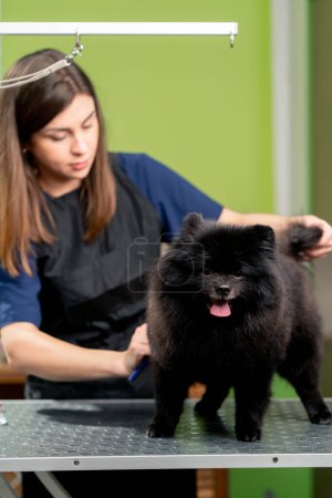 Foto de En un salón de aseo pequeño spitz lavado negro el peluquero recorta el perro con un peine y tijeras - Imagen libre de derechos