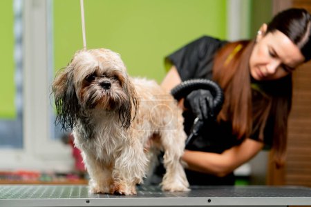 Téléchargez les photos : Dans le salon de toilettage petit chien léger est lavé après un bain le toiletteur sèche avec un sèche-cheveux - en image libre de droit