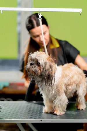 Photo for In the grooming salon small light dog is washed after a bath the groomer dries it with a hairdryer - Royalty Free Image