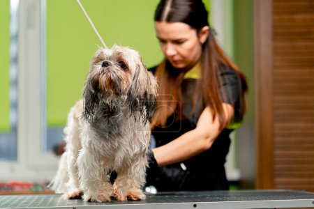 Foto de En el salón de aseo pequeño perro ligero se lava después de un baño el peluquero lo seca con un secador de pelo - Imagen libre de derechos