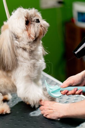 Téléchargez les photos : Fermer dans le salon de toilettage petit spitz blanc lavé le toiletteur peigne le chien - en image libre de droit