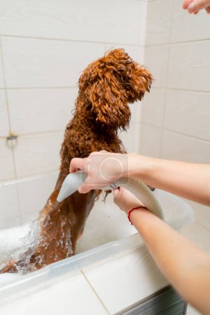 Foto de Primer plano en el salón de aseo de un pequeño perro rojo que se lava en el baño - Imagen libre de derechos