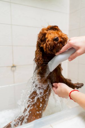 Photo for Close-up in the grooming salon of a small red dog being washed in the bath - Royalty Free Image