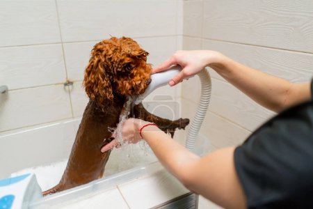Téléchargez les photos : Gros plan dans le salon de toilettage d'un petit chien rouge lavé dans le bain - en image libre de droit