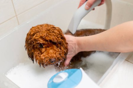Photo for Close-up in the grooming salon of a small red dog being washed in the bath - Royalty Free Image