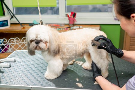 Téléchargez les photos : In a grooming salon small white spitz the groomer trims the dogs body and shortens the hair - en image libre de droit