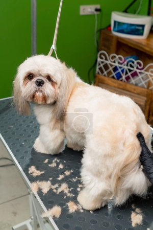 Foto de En un salón de aseo pequeño spitz blanco el peluquero recorta el cuerpo de los perros y acorta el pelo - Imagen libre de derechos