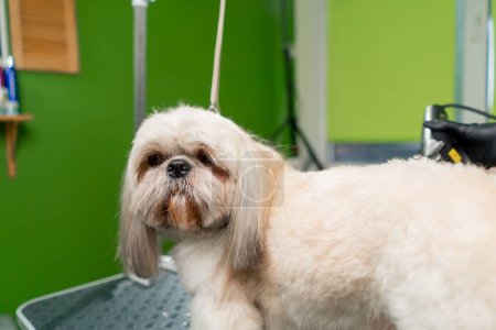 Téléchargez les photos : Fermer dans un salon de toilettage petit piment blanc le toiletteur taille le corps des chiens et raccourcit les cheveux - en image libre de droit