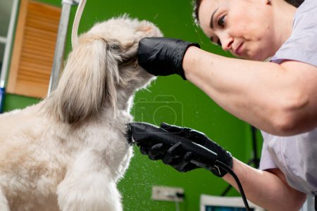 Foto de En un salón de aseo pequeño spitz blanco el peluquero corta el pecho de los perros y acorta la piel de los perros - Imagen libre de derechos