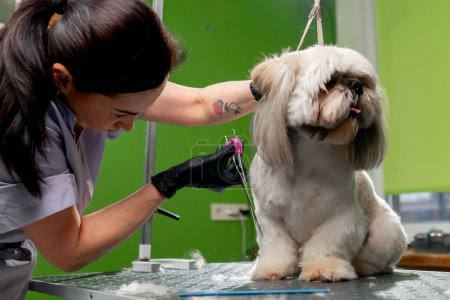 Photo for In the grooming salon small white Spitz is washed groomer procedure cutting legs - Royalty Free Image
