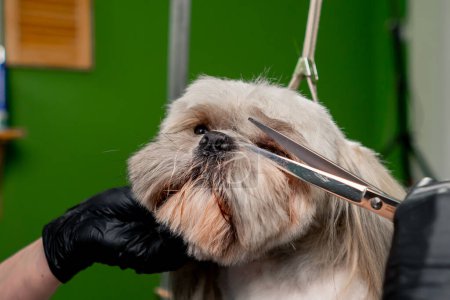Photo for Close up in a grooming salon small washed white spitz is cut by the groomer cutting his face - Royalty Free Image