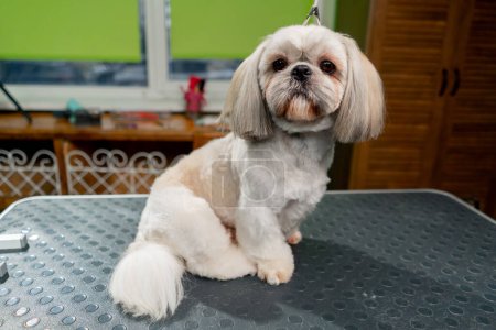 Im Pflegesalon auf dem Tisch liegt ein fertig geschnittener weißer Hund mit modischer Frisur