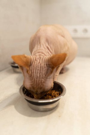 Photo for Close-up of a red hairless sphinx code who eats dry food from a metal bowlclose-up of a red hairless sphinx code who eats dry food from a metal bowl - Royalty Free Image