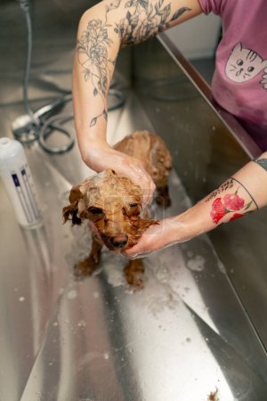 Foto de Primer plano en un salón de aseo un pequeño perro rojo es enjabonado por un peluquero enjabonando un spitz en una bañera de metal - Imagen libre de derechos
