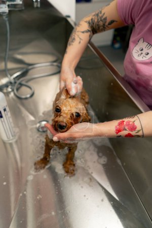Téléchargez les photos : Dans un salon de toilettage, un petit chien rouge est moussé par un toiletteur qui fait mousser un spitz dans une baignoire en métal - en image libre de droit