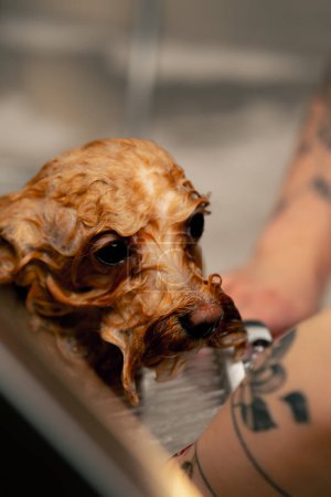 Photo for Close up in a grooming salon a small red dog a groomer washes a red dog in a metal bathtub shaking from the cold - Royalty Free Image
