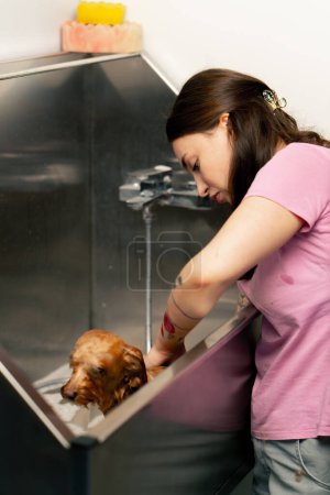 Téléchargez les photos : Fermer dans un salon de toilettage un petit chien rouge un toiletteur lave un chien rouge dans une baignoire en métal secouant du froid - en image libre de droit