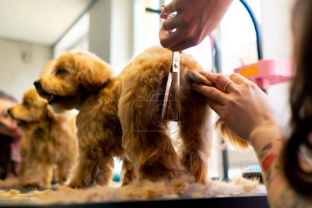 Foto de A small white and black dog is washed in a grooming salon and the groomer trims its butt - Imagen libre de derechos