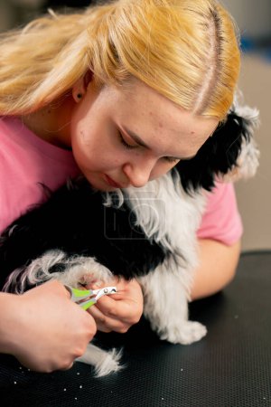Foto de De cerca En el salón de aseo un pequeño perro blanco-negro por el procedimiento de recorte de uñas del peluquero - Imagen libre de derechos